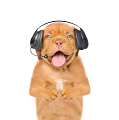 Puppy working in call center. isolated on white background