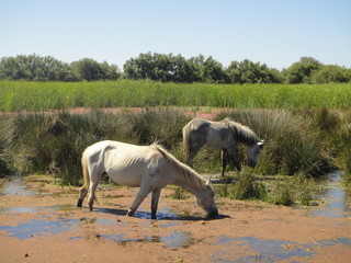 Fototapeta premium Chevaux de Camargue