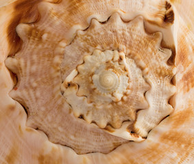 Seashell