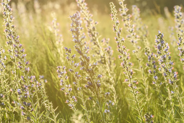 blue flowers meadow sunlight Echium vulgare