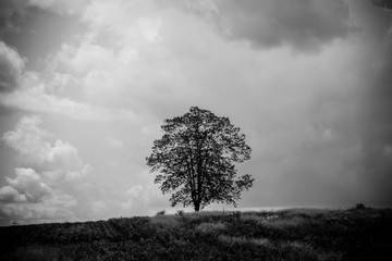 Black and white image of the only one tree stand among nature and blue sky background