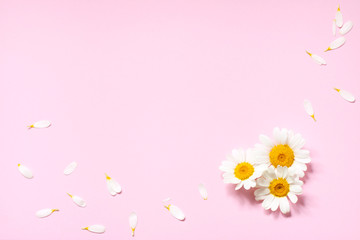 Chamomile flowers on a pink background