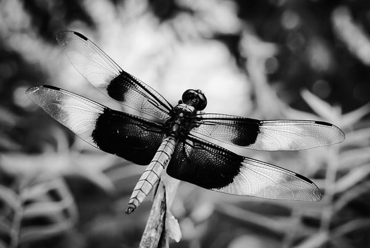 An up close view of a Dragonfly 