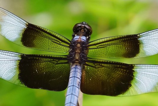 An up close view of a colorful light blue and brown colored Dragonfly 