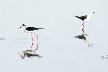 échasse blanche oiseau échassier mare marais oiseau