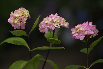 紫陽花トリオ