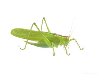 Green grasshopper isolated on a white background