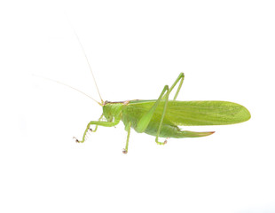 Green grasshopper isolated on a white background