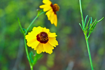 colorful flowers in a park