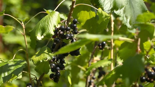 A bunch of black currant on bushes / A bunch of black currant on the bushes. Branches of black currant sway from the wind