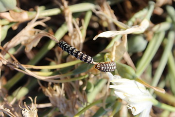 Bruchi Sardegna Tharros