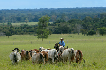 Pecu&aacute;ria de corte
