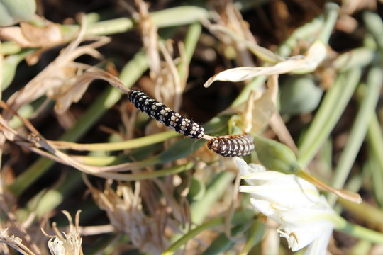 Bruchi Sardegna Tharros