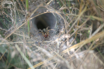 spider in tunnel