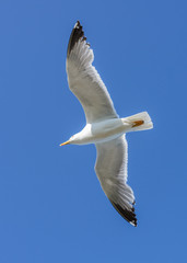 seagull flying against the blue sky
