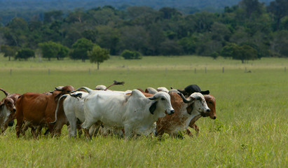 Pecu&aacute;ria de corte