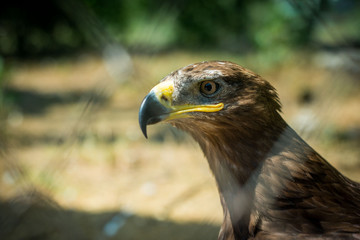 portrait of a hawk on a green background