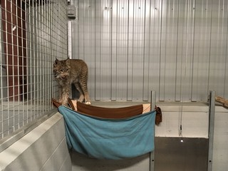 lynx © Pascal Huot