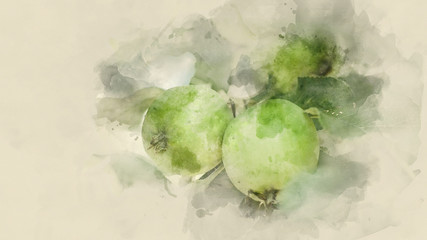Green apples on a branch clous up. Watercolor background