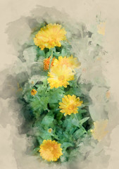 Yellow garden flowers. Watercolor background