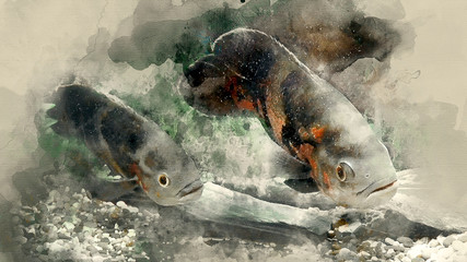 Fish-Astronotus (Astronotus ocellatus) clous up. Watercolor background