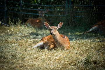 Sika deer female resting