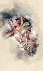 Horse eats hay clous up. Watercolor background