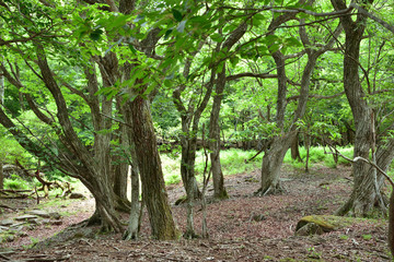 峰山高原・映画ロケ地跡