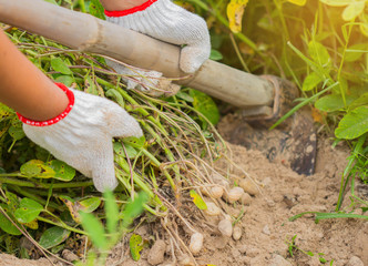 Fototapeta premium fresh peanuts