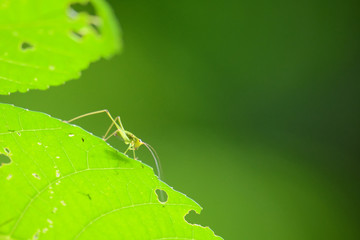 grasshopper standing on green leaf