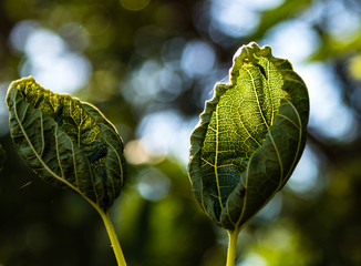 Green leaves welting in the summer