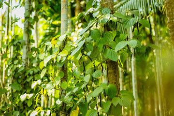 Naklejka premium Green Wall of leaves and bamboo. Wallpaper and textures. Tropical summer.