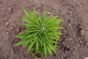 Top view of the bush of medical marijuana at the beginning of flowering