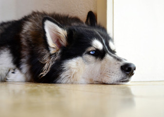 Siberian Husky waiting at home alone, lonely and bored with unhappy expression