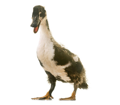 mulard duck in studio