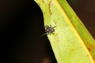 jumping spider