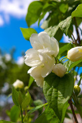 White fragrant varietal jasmine flowers on a background of green grass and sky on a sunny summer day. Concept of plant growing, floriculture and ecology