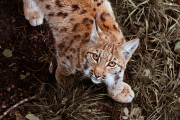 Naklejka premium lynx animal félin sauvage nature