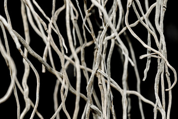 Slim Dry Branches Close up View