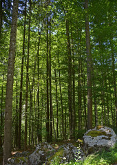 Forest Near Pontebba 1A shady alpine pine forest near Pontebba in Friuli Venezia Giulia, north east Italy
