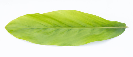 Obraz premium galangal leaf