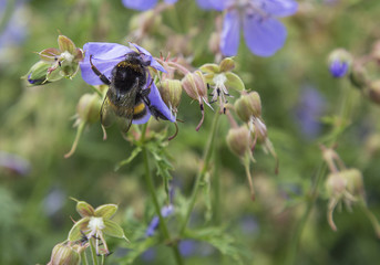 Fototapeta premium Bumble bee on purple/lilac geranium
