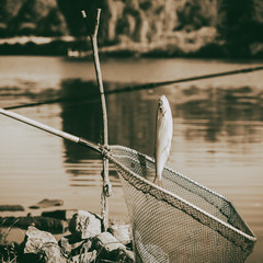 Vintage toned caught fish, Pelecus cultratus, sabre carp, sabrefish, over fishing net, fishing background. Concepts luck, fortune, hobbies, countryside relaks © svetlanais