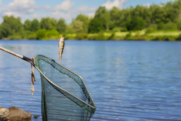 Trophy fishing. Small fish on fishing line, an old fish landing net, sunny landscape with water. Concepts fortune, success, active rest, irony, countryside relaks © svetlanais