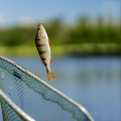 Bright perch close-up on fish-hook on lip with maggot, hot summer day, natural background, square. Concept luck, success, active rest, hobbies, countryside relaks © svetlanais