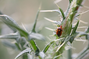 true bug on thistle