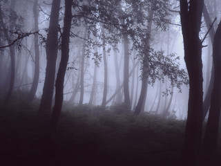 Foggy woods with beautiful light