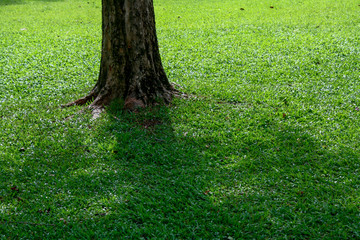 Tree in the middle of the meadow. Stumps in the park. Tree with lawn.