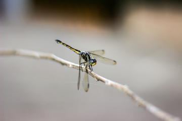 Dragonfly Island on the top of the tree to rest from the hunt.
