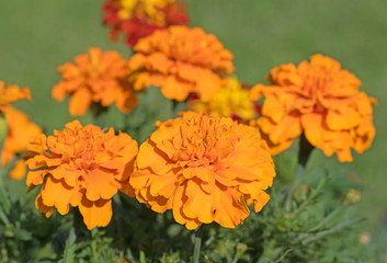Tagetes, Studentenblumen